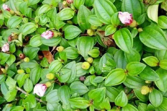 油茶是一類(lèi)山茶類(lèi)植物，油茶的功效與作用